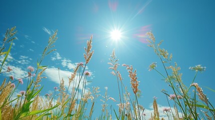 Lazy summer day in a field of tall grass, with a clear blue sky and the sun casting soft shadows