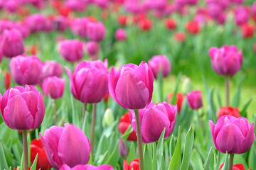 Obraz premium Triumph Tulip 'Negrita' in flower.