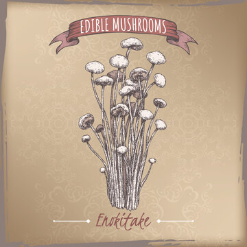 Flammulina filiformis aka enokitake mushroom color sketch on vintage background. Edible mushrooms series.