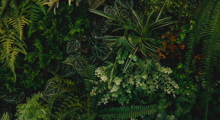 Group background of dark green tropical leaves ( monstera, palm, coconut leaf, fern, palm leaf,bananaleaf) background. concept of nature	