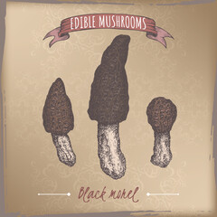 Morchella elata aka black morel color sketch on vintage background. Edible mushrooms series. - 741603032