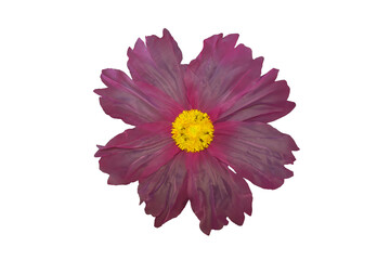 fiore button trasparente buttone