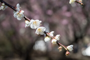 Beautiful white plum flowers.