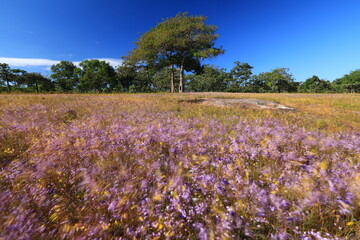 Wild flower field (Carnivorous Plants) 
at the rocky plateau of Pha Luang Waterfall Forest Park .
Ubon Ratchathani , Thailand  