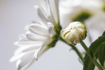 A beautiful bud of white chrysanthemum, The bouquet is closed and densely packed with petals