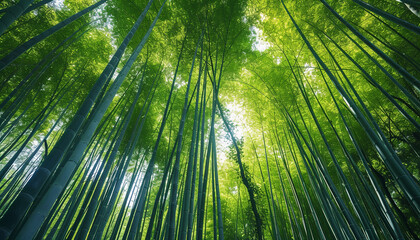 Lush green bamboo forest with tall slender stalks  - wide format - obrazy, fototapety, plakaty