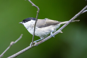 Marsh tit on a branch
