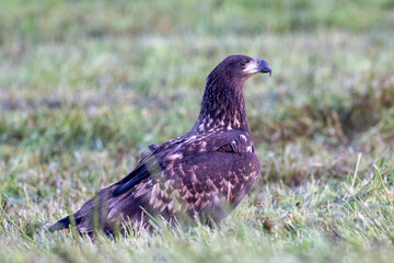 Young White Tailed Eagle