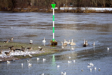 Hochwasser an der Elbe in Dresden