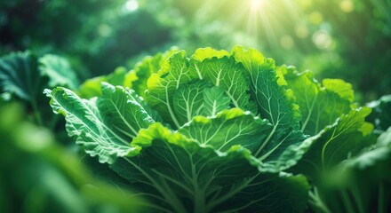Cabbage leaves showcases nature's intricate patterns and vivid greens
