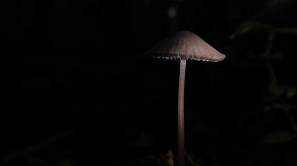 Fototapeta premium Mycena