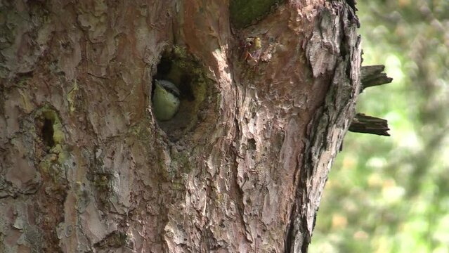 The baby bird nuthatch in the nest is waiting to be fed.  (Sitta europaea)