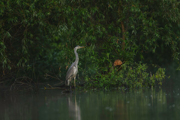Majestic Bird Perched on Waters Edge