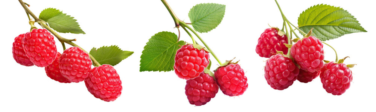 Set of branches with delicious, ripe raspberries, cut out