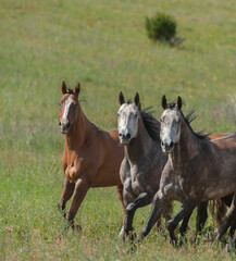 Obraz na płótnie Canvas Three horses two greys and one bay with white blaze running towards camera with all ears up in green summer pasture vertical equine image room for masthead and type healthy horses in outside field 