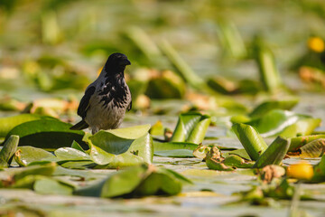 Serene Avian Ballet: Small Bird Perching on Lily Pad