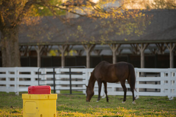 Automatic watering waterer in outdoor paddock or pen where horse can drink water when needed auto water drink station for in outside oen fenced area for horse horse keeping farm convenience for water