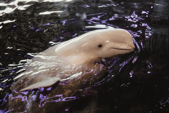 Beluga Whale Swimming in Shedd Aquarium