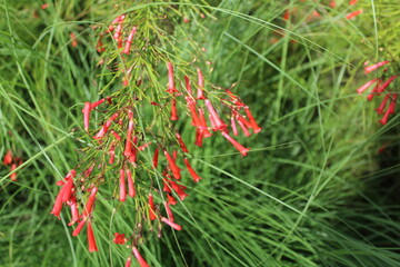 Close up of flowers in a garden.