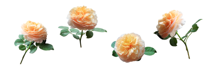 Isolated bouquet of orange rose flowers on white background