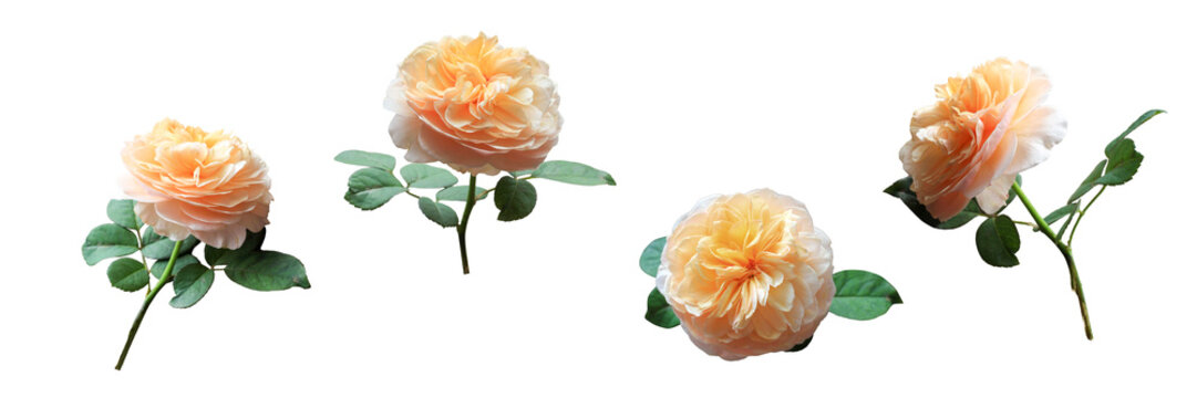Isolated bouquet of orange rose flowers on white background