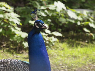 Obraz premium Peacock head and neck observing the surroundings