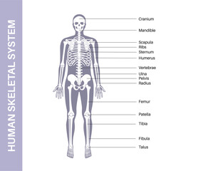Human skeleton anatomy
