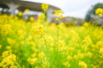 Obraz premium 菜の花