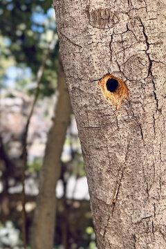 Close-up of a tree with a hollow made by a bird woodpecker in the garden. Vertical image.