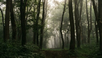 Fototapeta premium misty morning in the forest
