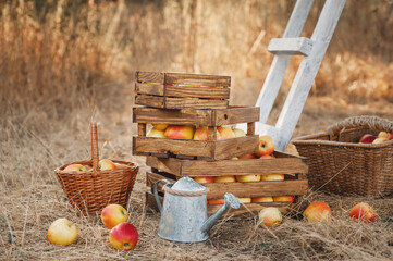 Wooden boxes with a harvest of collected red apples stand on the ground in the garden. Basket and...