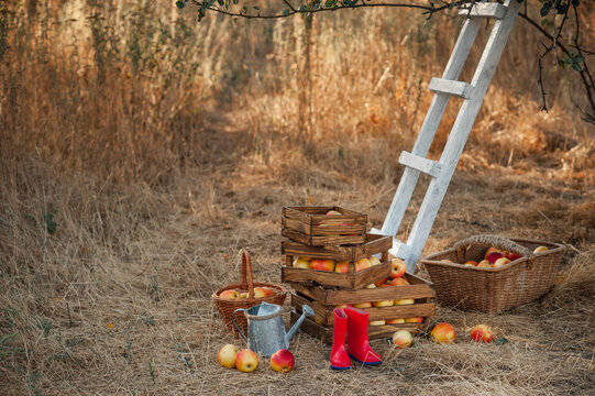 Wooden boxes with a harvest of collected red apples stand on the ground in the garden. Basket and stepladder for harvesting