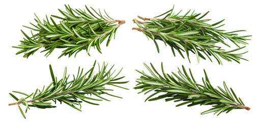 Set of fresh rosemary twigs, cut out