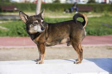 Funny cute dog in park