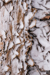 Bark of a tree with snow, natural texture, Mushroom on a tree, 