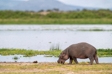 hippo out of the water in Amboseli national park