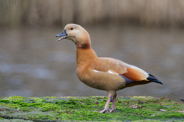 Ruddy shelduck