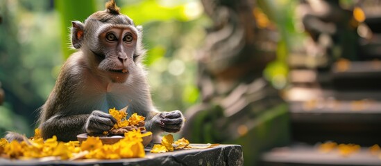 A monkey eats food from a plastic bag given by tourists at Batu Caves temple complex in Kuala Lumpur Malaysia. with copy space image. Place for adding text or design