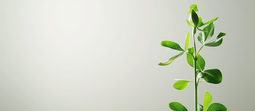 Mendel garden pea plant experiment Monohybrid cross illustration. with copy space image. Place for adding text or design