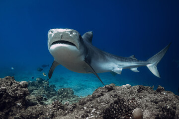 Close to Tiger shark underwater in transparent ocean. Shark with sharp teeth.