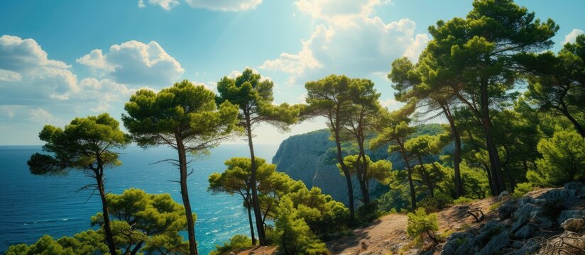 Seascape with Mediterranean pine trees on a sunny day. with copy space image. Place for adding text or design