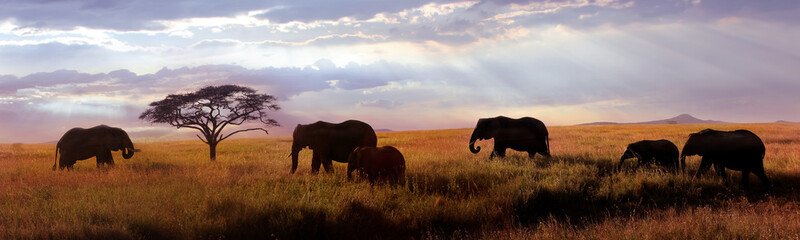 African elephants at sunset in the Serengeti national park. Africa. Tanzania. Banner format. - obrazy, fototapety, plakaty
