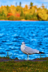 Serene Seagull at Lakeside in Autumn - Shallow Depth of Field