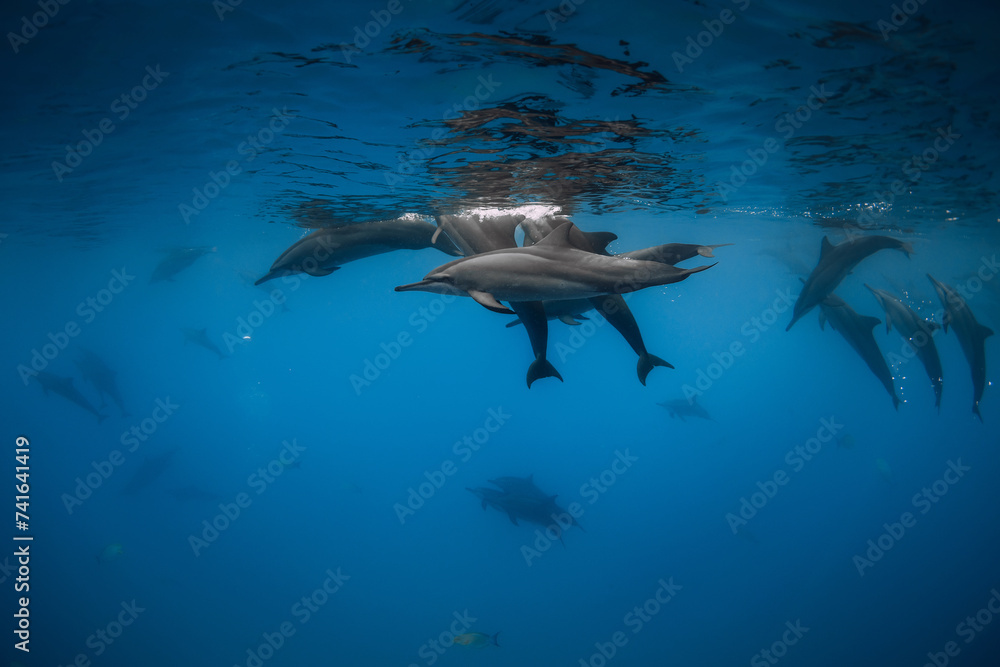 Wall mural Dolphins pod swims underwater in clear ocean. - Wall murals