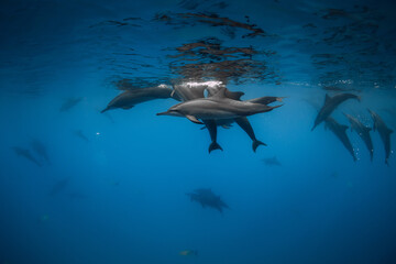 Dolphins pod swims underwater in clear ocean.