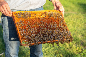 Hands of a 40-year-old beekeeper in a protective suit holding a frame with old honeycomb and bee colony