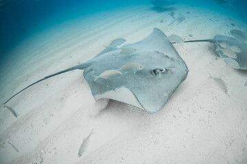 Stingray underwater on sandy sea bottom. Sting ray fish in tropical sea © artifirsov