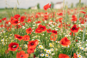 Sea of flowers of red poppies, in between white yellow flowers of odorless chamomile. The photo radiates positive energy and is very decorative when photographed in sunlight. 