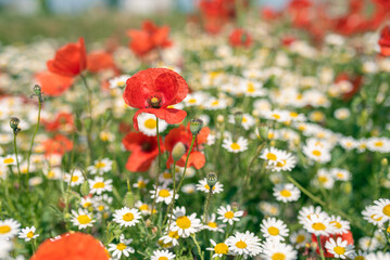 Sea of flowers of white and yellow flowers of odorless chamomile, in between red poppies. The photo radiates positive energy and is very decorative when photographed in sunlight.