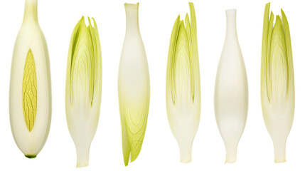 Endive Assortment: Nutritious Leafy Greens Perfect for Farm-to-Table Recipes, Transparent Background Cut Outs